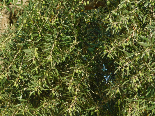 Penna Olive trees in California