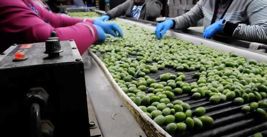 Workers wearing blue gloves sorting green olives on a conveyor belt in a food processing facility