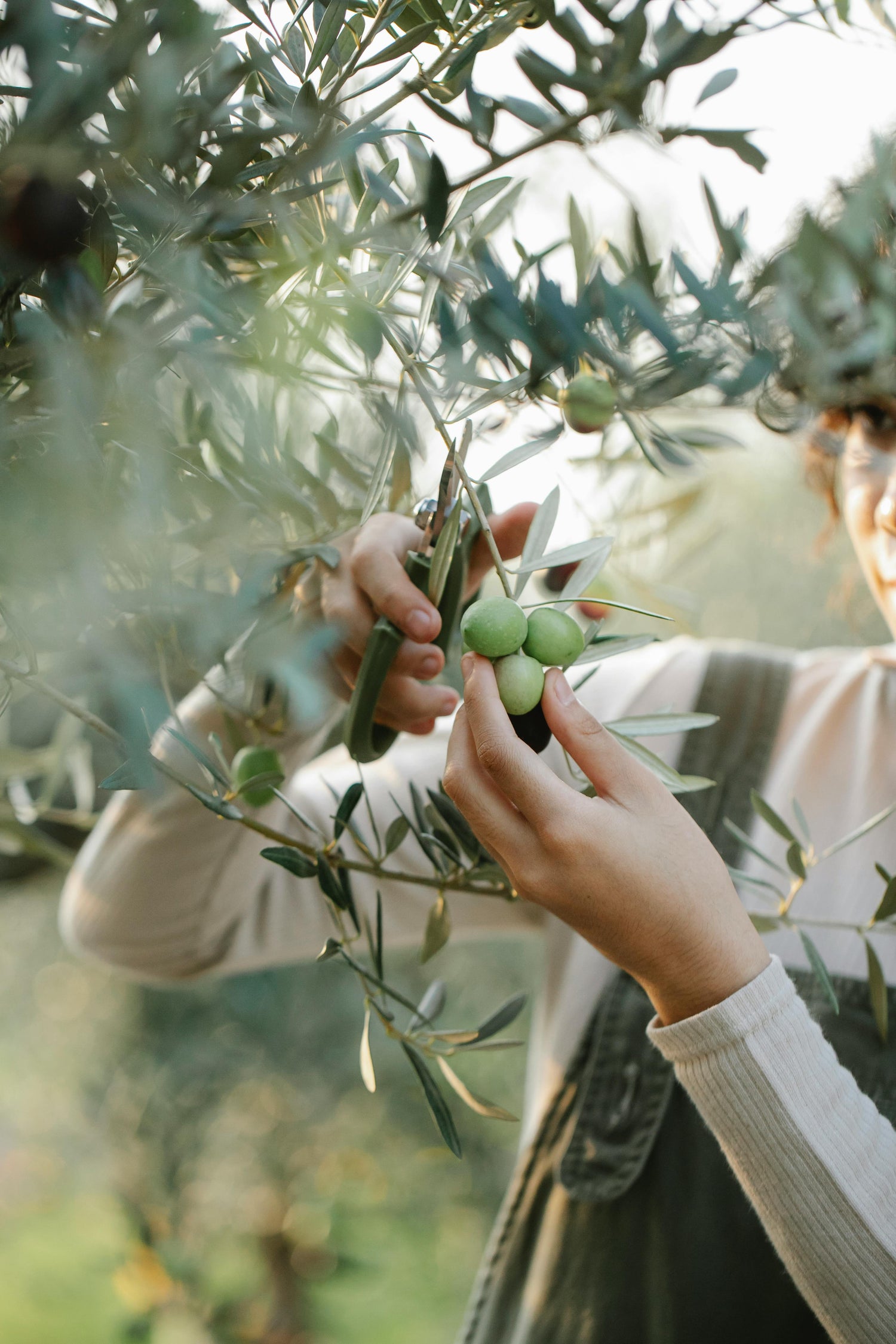 Green olives Tree