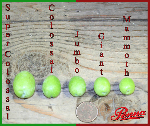 Comparison of olive sizes labelled Super Colossal, Colossal, Jumbo, Giant, and Mammoth, with a coin for scale and the Penna logo.