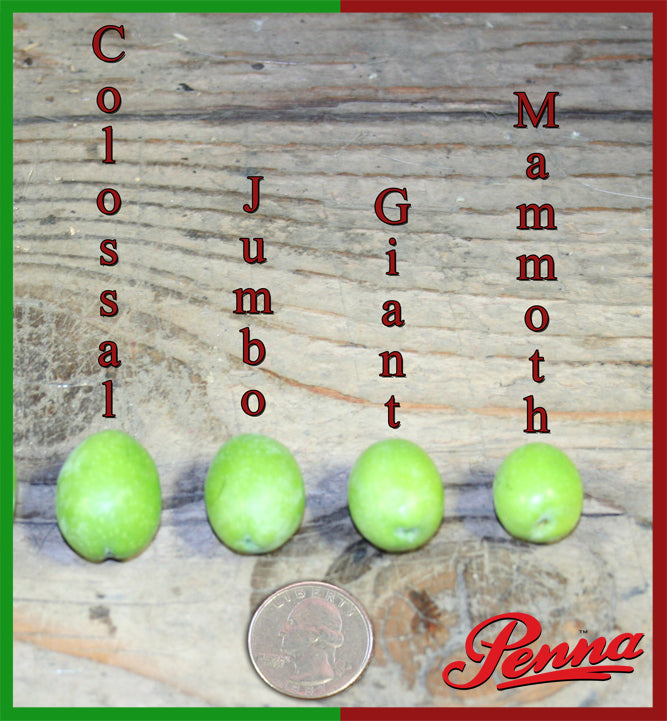 Comparison of olive sizes labelled Super Colossal, Colossal, Jumbo, Giant, and Mammoth, with a coin for scale and the Penna logo.