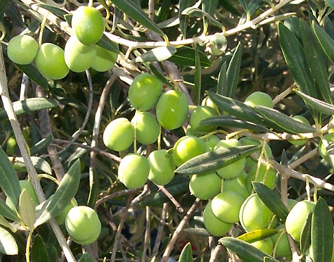 Fresh green olives hanging from a tree