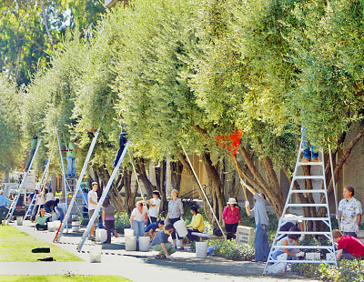 People harvesting olives from trees using ladders.