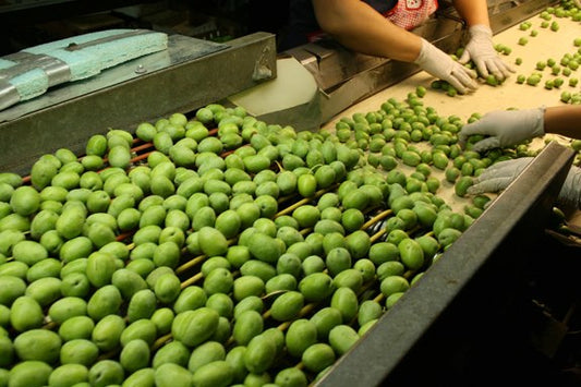 Fresh green olives on factory conveyer belt with workers sorting the olives