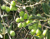 Green Sevillano Fresh Olives, Jumbo (10 lbs)*