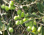Green Sevillano Fresh Olives, Mammoth (10 lbs)