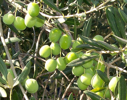 Fresh green olives hanging from a tree
