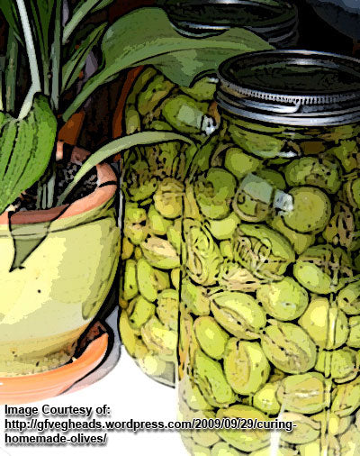 Jars filled with green olives in brine placed beside a potted plant
